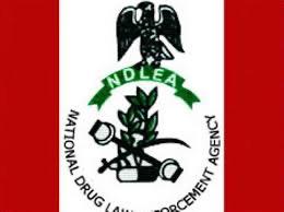 NDLEA Seizes 510 Cannabis Blocks, Arrests Suspect in Kano Ahead of Sallah