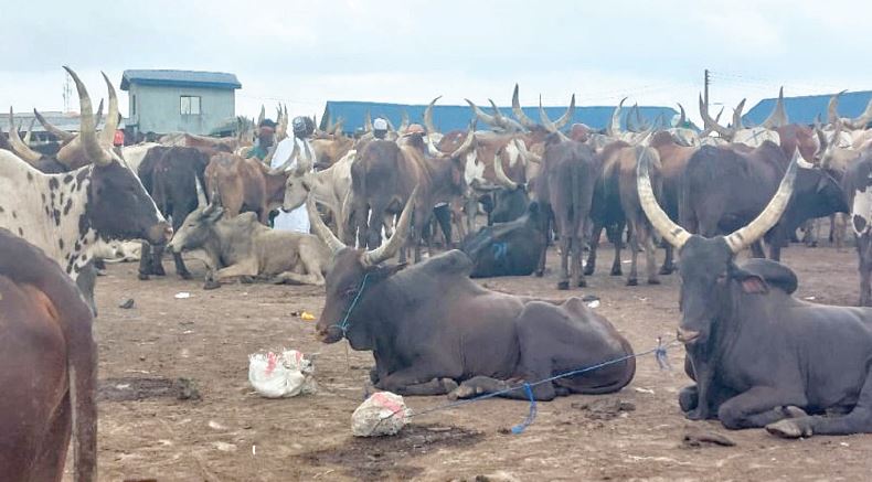 Meat Disappears From Nigerian Homes as Cow Prices Soar