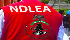 NDLEA Arrests 48 Suspected Drug Traffickers, Seizes Over 541kg of Narcotics in Edo