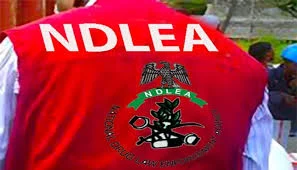 NDLEA Arrests 67-Year-Old Woman With 13kg Cocaine Hidden in Fake Plantain