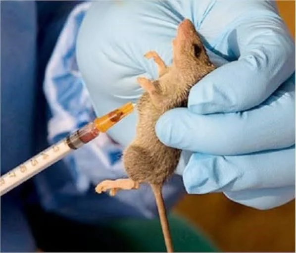 Lassa Fever Death Toll Hits 252 as Confirmed Cases Rise to 1,035
